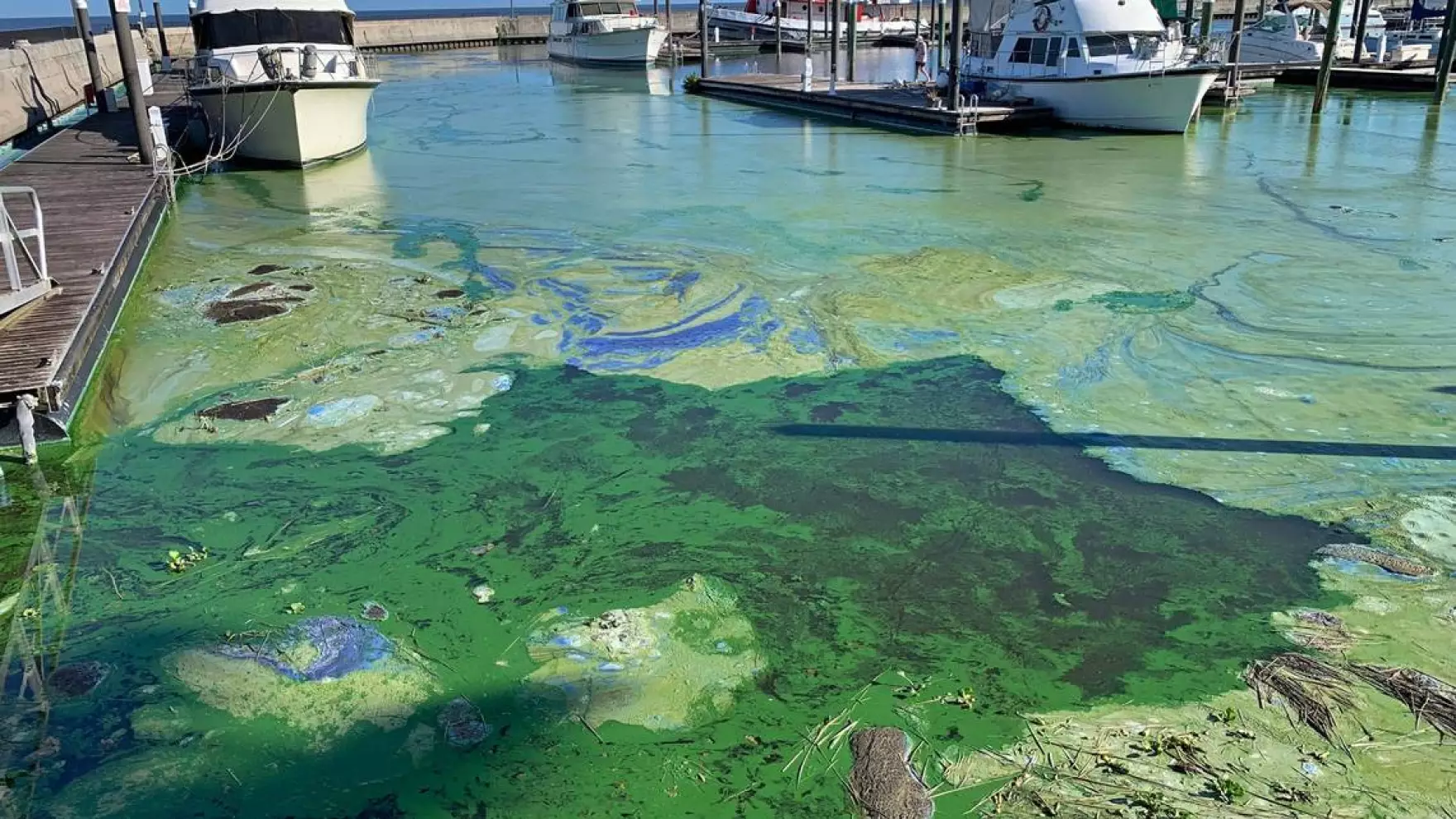 Thick algae mats clogged the Pahokee Marina on Lake Okeechobee last year.