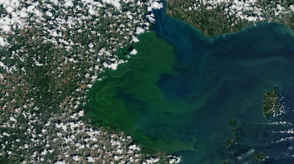 Green cyanobacteria — often known as harmful algae — extends eastward in Lake Erie in this July 2019 satellite image