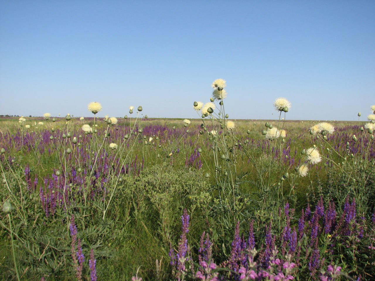 Plants in the Askania-Nova