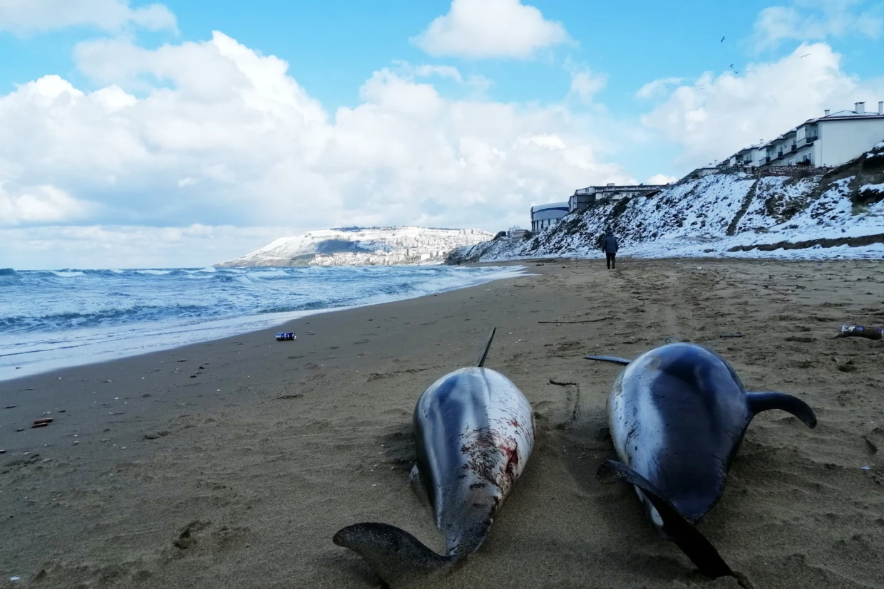 The mass death of dolphins has led scientists to worry that pollution from Russia's war in Ukraine could have long-term effects on ecosystems.