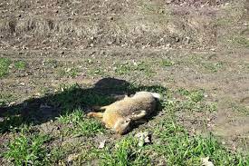 Mass death of animals in the Khmelnytskyi region