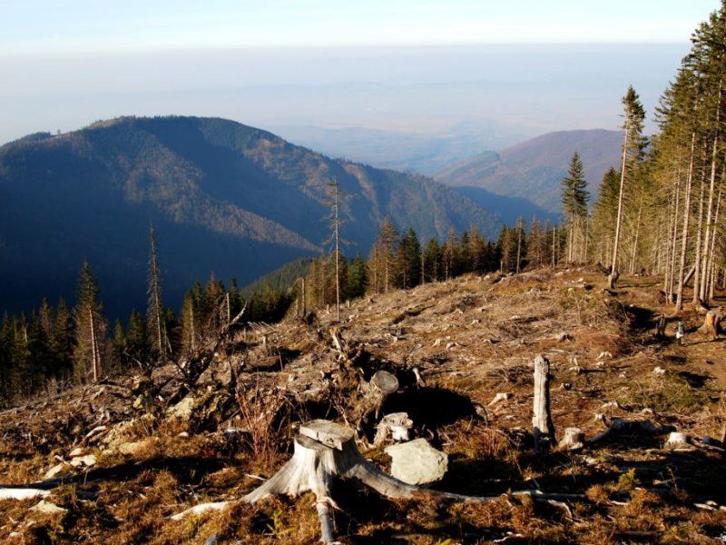 Cutting and drying of trees leads to the disappearance of the Carpathian forest