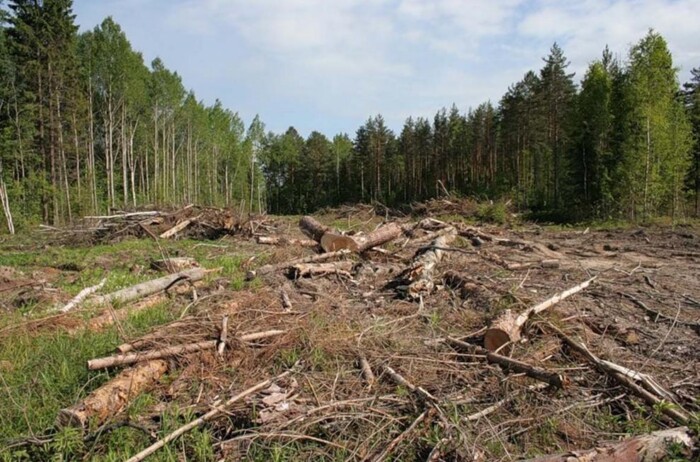 The UN believes that the Carpathian region is in danger due to deforestation