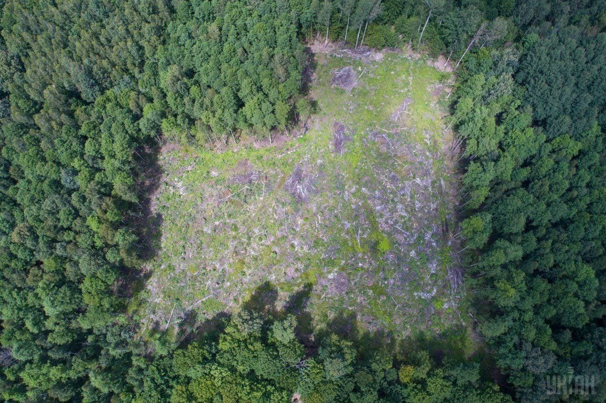 Deforestation in Ukraine is reaching the scale of an ecological disaster