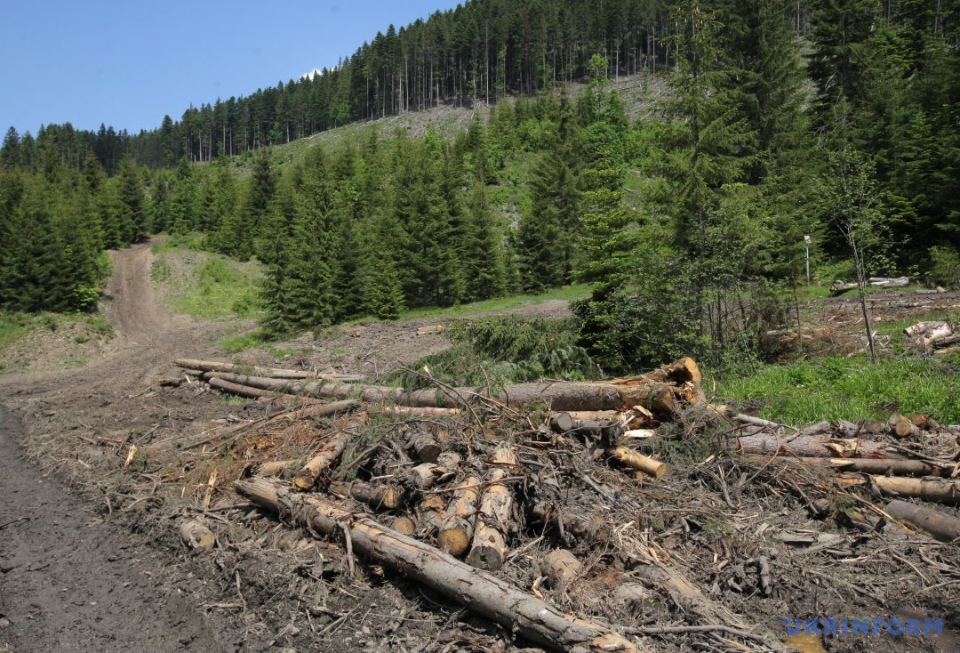 They are cutting down the forest in Transcarpathia