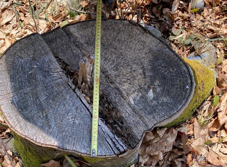 Large-scale deforestation was exposed in Transcarpathia.