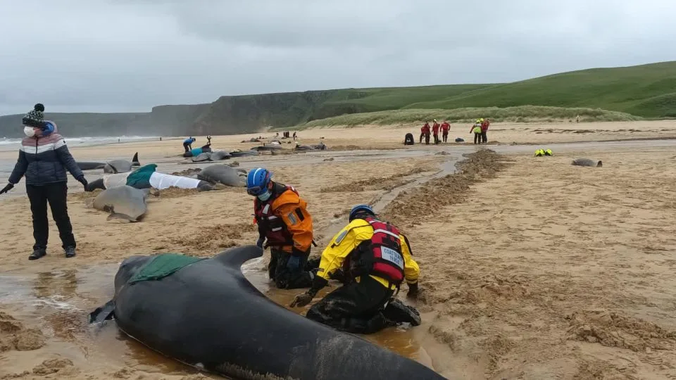 Mass death of pilot whales on the Isle of Lewis, United Kingdom