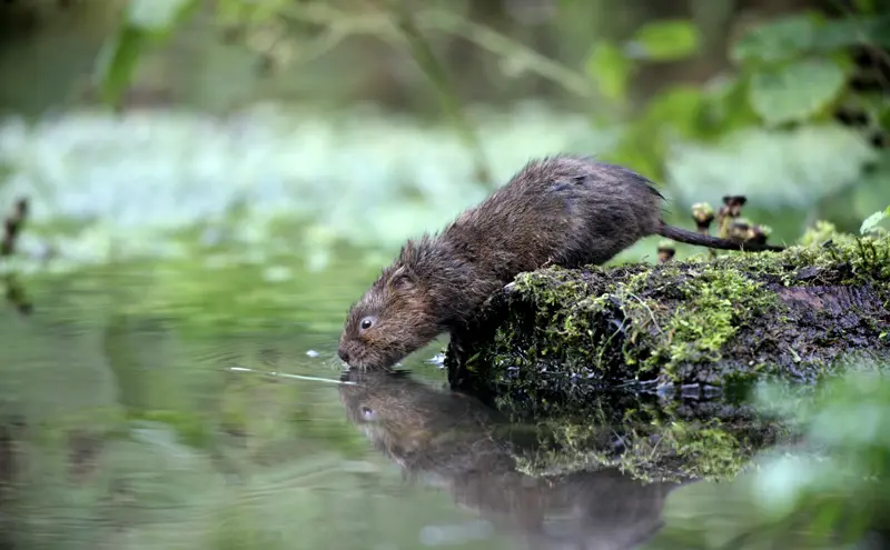 River pollution in Wales, United Kingdom