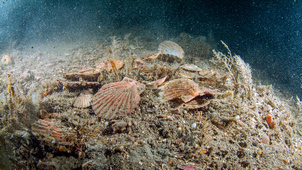 Creatures on the ocean floor