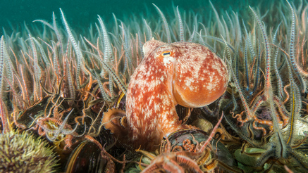 more creatures on the ocean floor