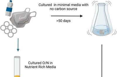 Polystyrene waste bacteria break down polyester