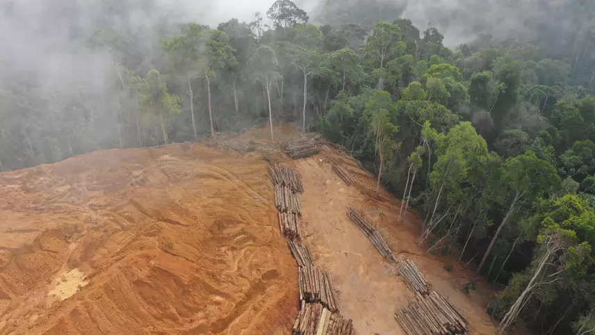 EU: New measures for anti-deforestation laws