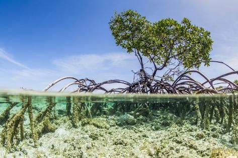 The Bahamas plans selling ocean-based credits