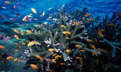 Australia pumps cash into Great Barrier Reef