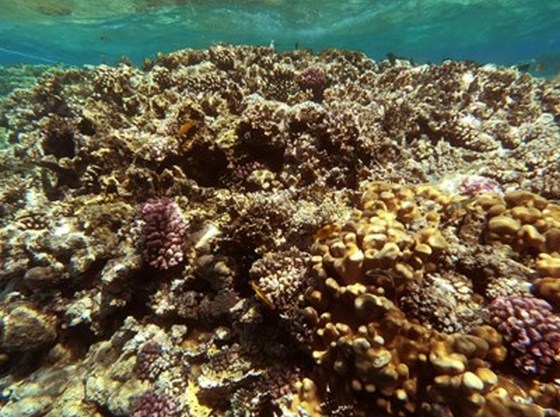 Red Sea coral reefs under threat
