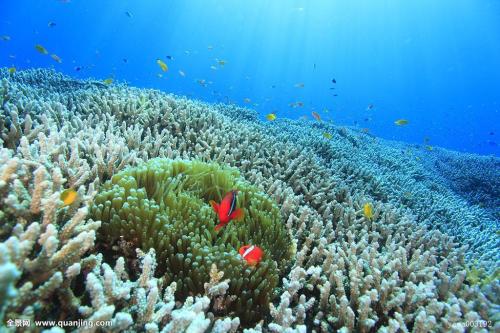 Caribbean coral reefs are dying