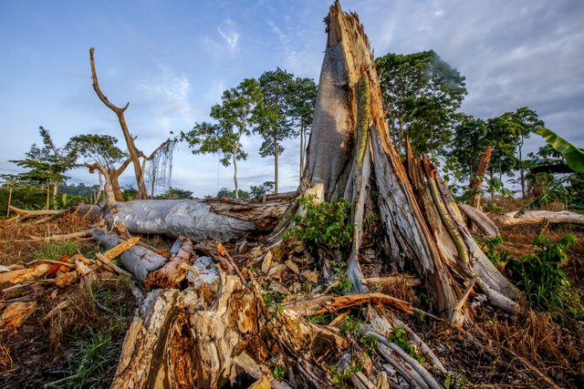 Investigation Links Chocolate to Destruction of National Parks.