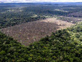 Deforestation