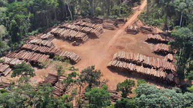 The largest seizure of illegal timber in Brazil’s history saw police recover 226,000 cubic meters (8 million cubic feet) of wood on the border between the states of Amazonas and Pará in March 2021.