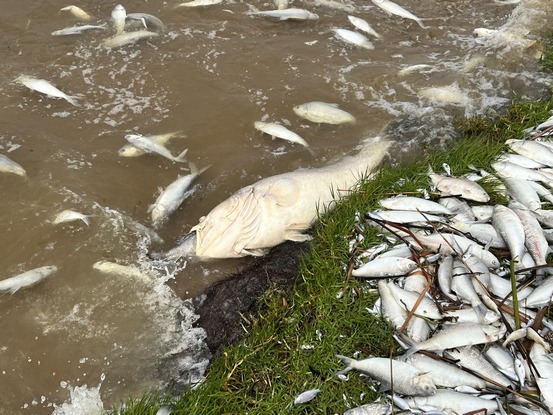 Murray cod were among thousands of fish washed up on the shore of Kangaroo Lake.