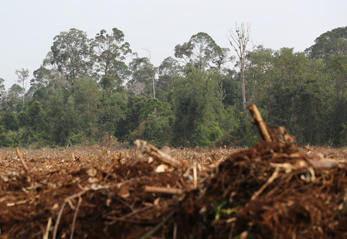 Deforestation in Malaysia