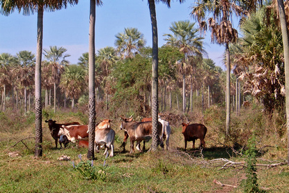 Cattle ranch in Gran Chaco