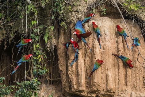 Global effects of deforestation - macaws in clay lick in the peruvian Amazon jungle at Madre de Dios Peru.