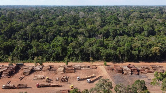 Cut trees