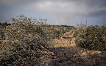 Coal plant on olive fields in Soma