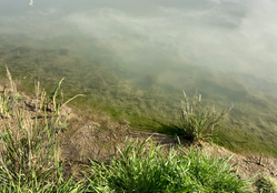 The Rio Grande in Juárez just below the American Dam was a murky green-gray hue on Dec. 28.