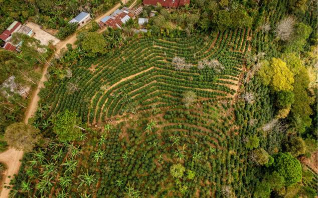 Assessing the development of production volumes and productivity levels, it can be assumed that additional coffee in recent years has also been obtained through deforestation.