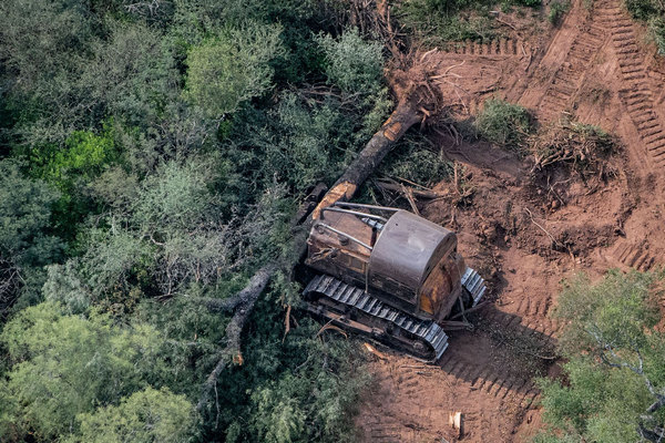 A bulldozer holds a carob tree that it has just cut down. The photo was taken in January 2020 in western Chaco province.