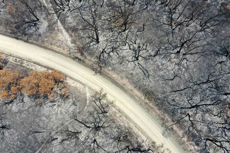 An aerial view shows a track running through trees that were scorched by bushfires in East Gippsland, Australia
