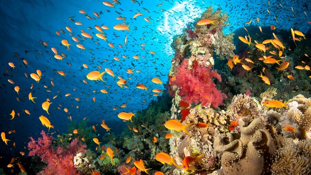 Coral reefs are under increasing threat – from rising sea levels, ocean acidification and rising global sea temperatures. © Csaba Tökölyi I Getty
