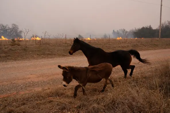 A horse and a donkey walk along Anderson Rd. after escaping their pens because of the wild fires there in the area of SH 105 and Anderson Rd., Friday, March 14, 2025.