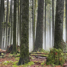 A second growth tree farm, planted 40-50 years ago on Vancouver Island, BC