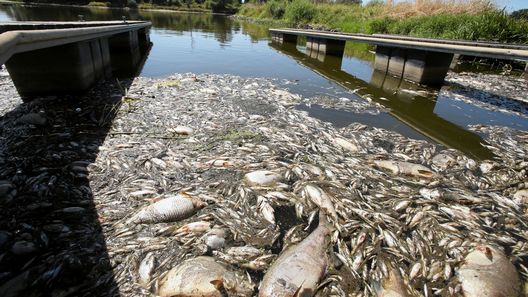 Dead fish in the river Oder after chemical emissions