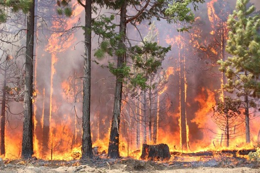 Worst forest fire in Goa.