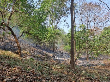Conservationists call for faster response time and protocols from disaster management agencies in the case of future forest fires.