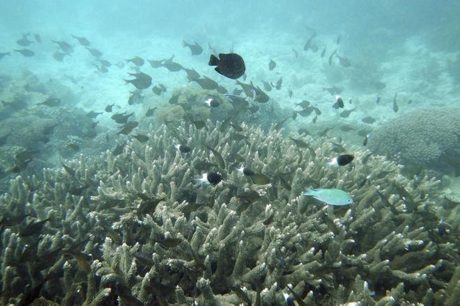 Coral reefs off East Africa are dying