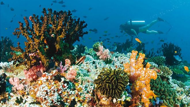 Coral reefs in the Maldives are under threat
