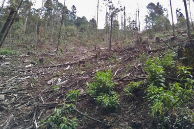 An area affected by illegal logging in 2015.