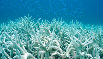 Global warming is causing massive coral bleaching.