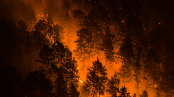 Forest going up in flames in Siberia. Image by Greenpeace International.