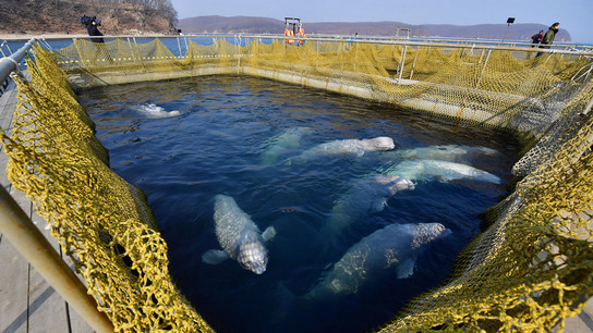 Killing whales in Russia