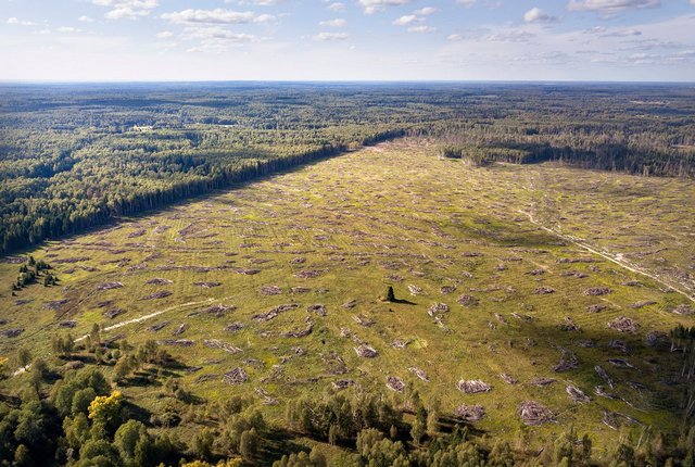 Russia cut trees