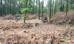 In the popular Makiiv group, they write that the area of felling in this tract is already the size of a football field.