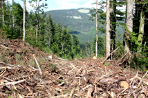 This is what an area looks like where an old-growth forest was just recently. Compared to artificial forests planted by humans, these old-growth forests are particularly valuable for preserving biodiversity – different kinds of animals, plants, and fungi.