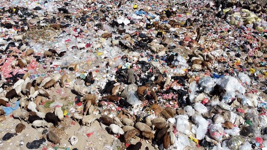 Goats in the middle of the landfill in Sana’a