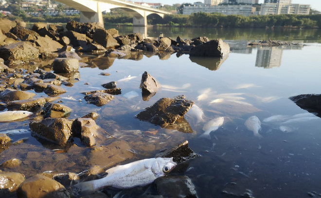 Dead fish in the polluted Umgeni River.